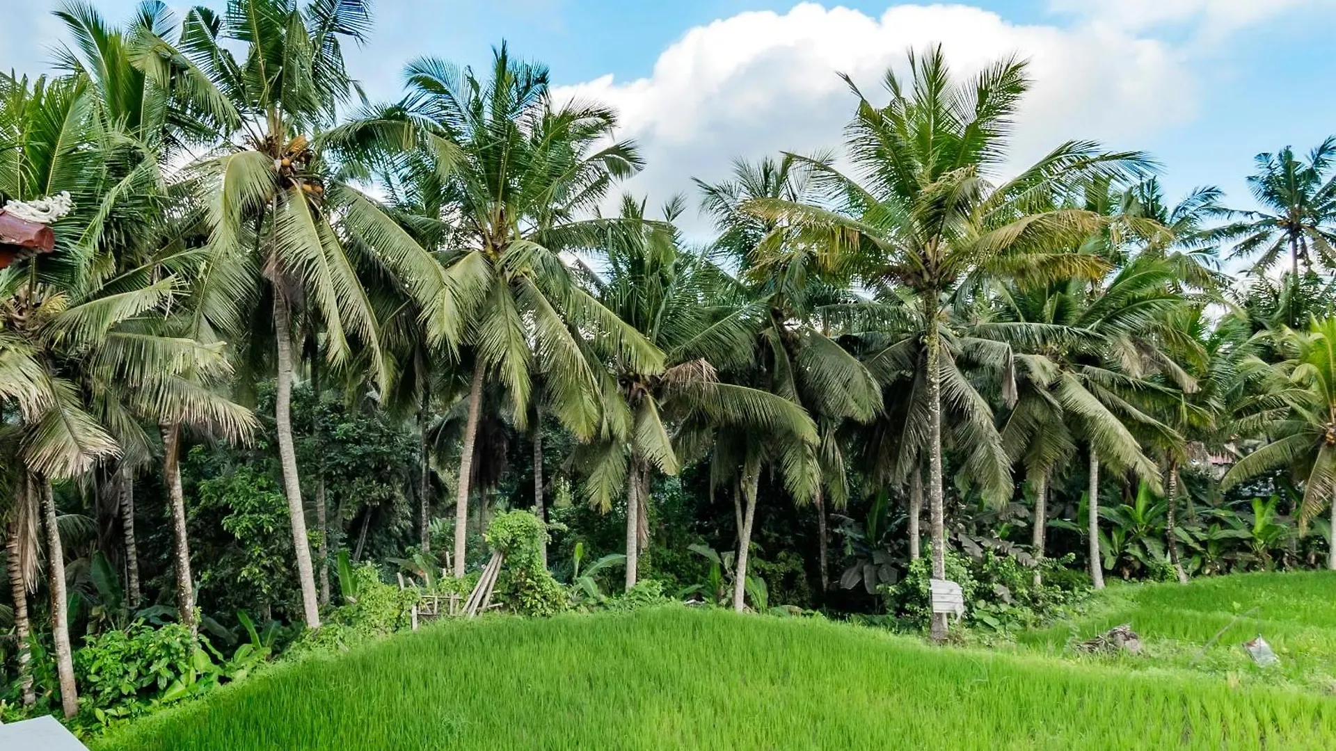 As I Am Ubud Retreat 4*, Ubud (Bali) Indonesia