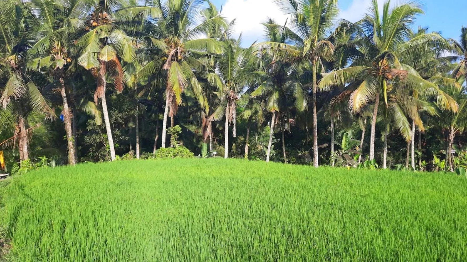 **** Hotel As I Am Ubud Retreat Indonesia